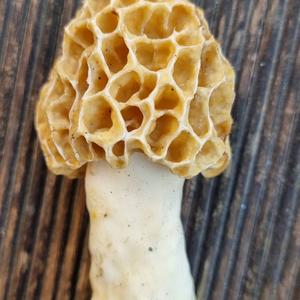 Yellow Morel