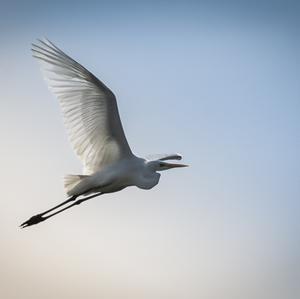 Great Egret