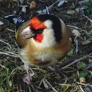 European Goldfinch