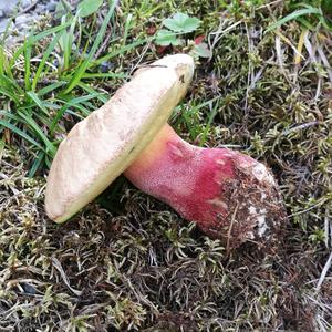 Scarlet-stemmed Bolete