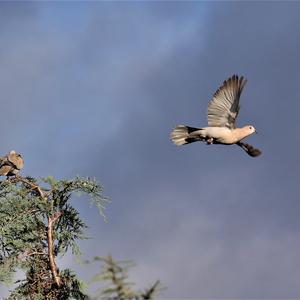 Eurasian Collared-dove