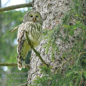 Ural Owl