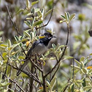 Rueppell's Warbler