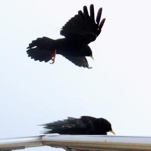 Yellow-billed Chough