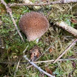 Brown Puffball