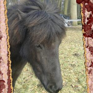 Icelandic Horse