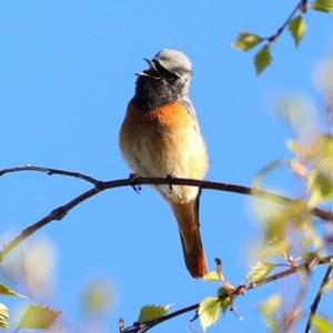 Common Redstart