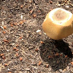 Garden Parasol