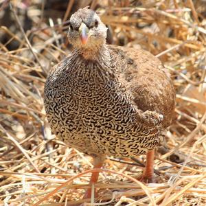 Natal Francolin