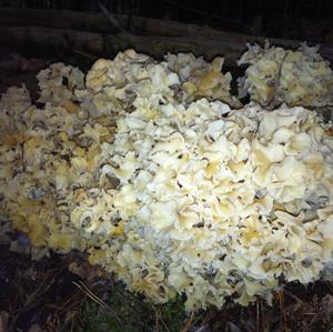 Eastern Cauliflower Mushroom