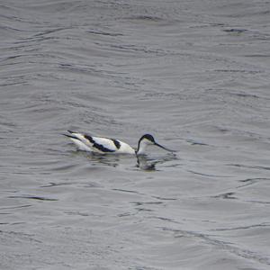 Pied Avocet