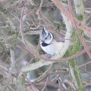 Crested Tit