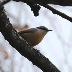 Wood Nuthatch