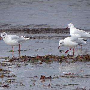 Black-headed Gull