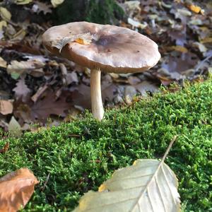 Fawn Mushroom