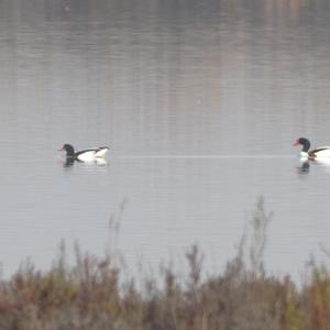 Common Shelduck