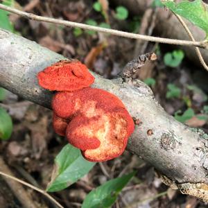 Cinnabar-red Polypore