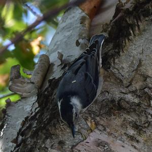 White-breasted Nuthatch