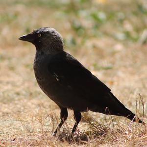 Eurasian Jackdaw