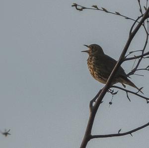 Song Thrush