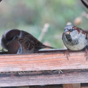 House Sparrow