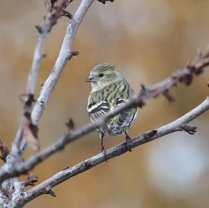 Eurasian Siskin