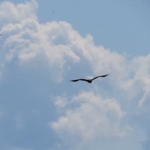 Black Kite