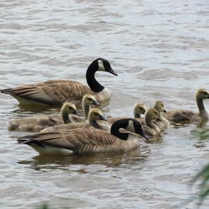 Canada Goose