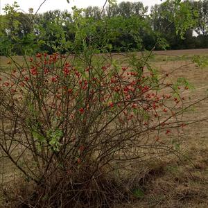 Dog Rose