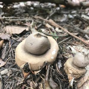 Collared Earthstar