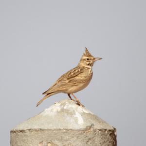 Crested Lark