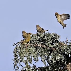 European Greenfinch