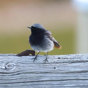 Black Redstart