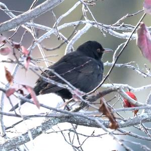 Eurasian Blackbird