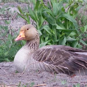 Greylag Goose