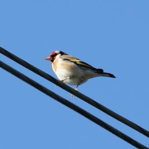 European Goldfinch