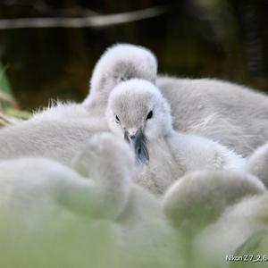 Mute Swan