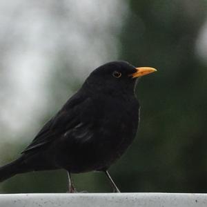 Eurasian Blackbird