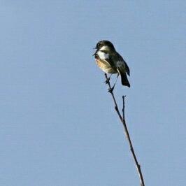 European stonechat