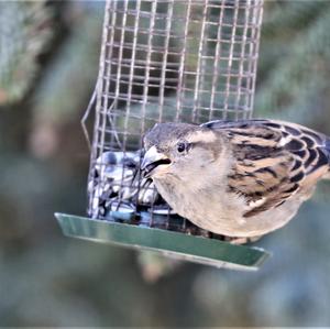 House Sparrow