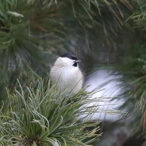 Marsh Tit