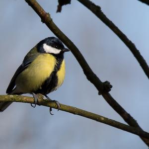 Great Tit