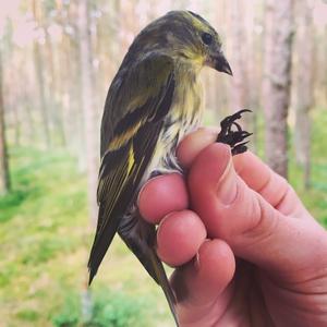 Eurasian Siskin