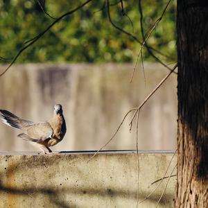 Eurasian Collared-dove