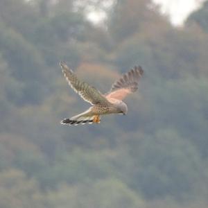 Common Kestrel