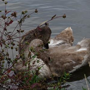 Mute Swan