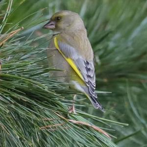 European Greenfinch