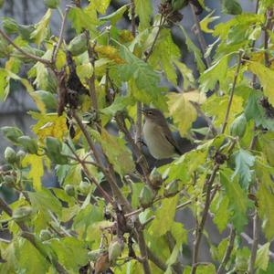 Common Chiffchaff