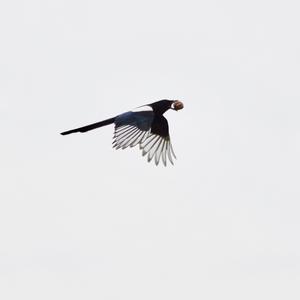 Black-billed Magpie