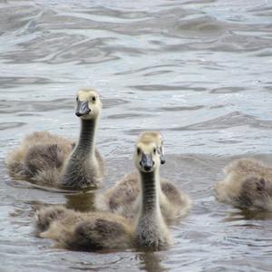 Canada Goose